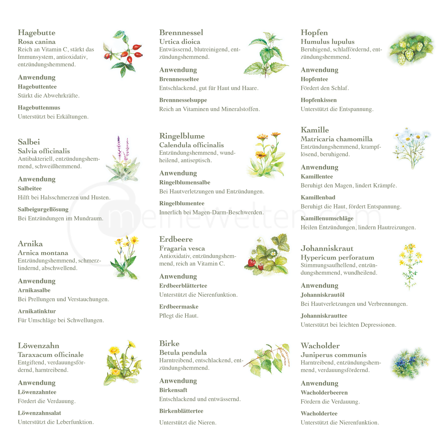 Kneipps Kräuterzauber – Natur entdecken im Kalender 2025 Kalender meinewelten.com Michalina Koch