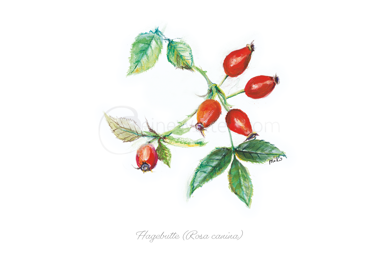Aquarell-Postkarte der Hagebutte (Rosa canina) Postkarten meinewelten.com Michalina Koch