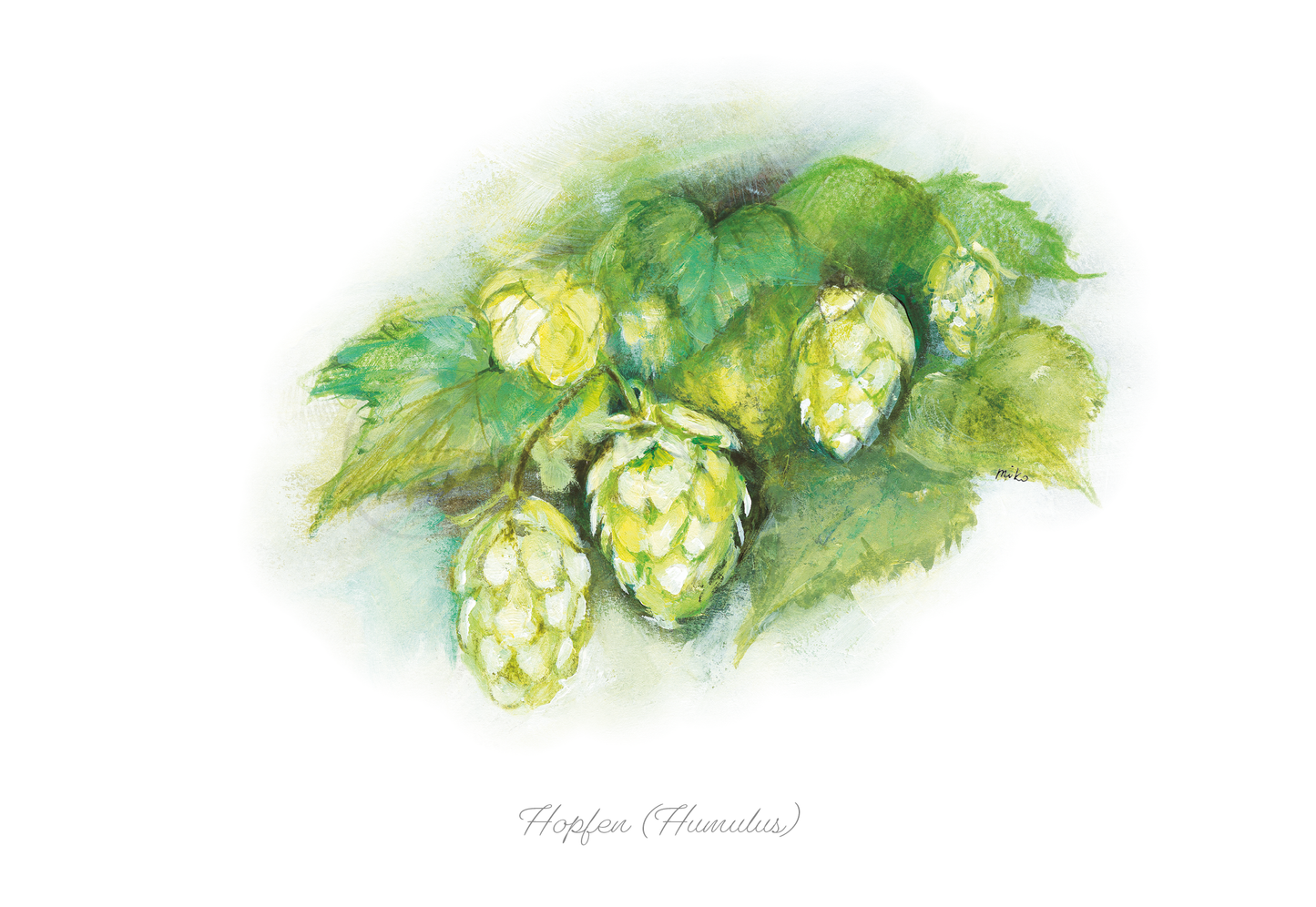 Hopfenzauber Postkarte (Humulus) Postkarten meinewelten.com Michalina Koch