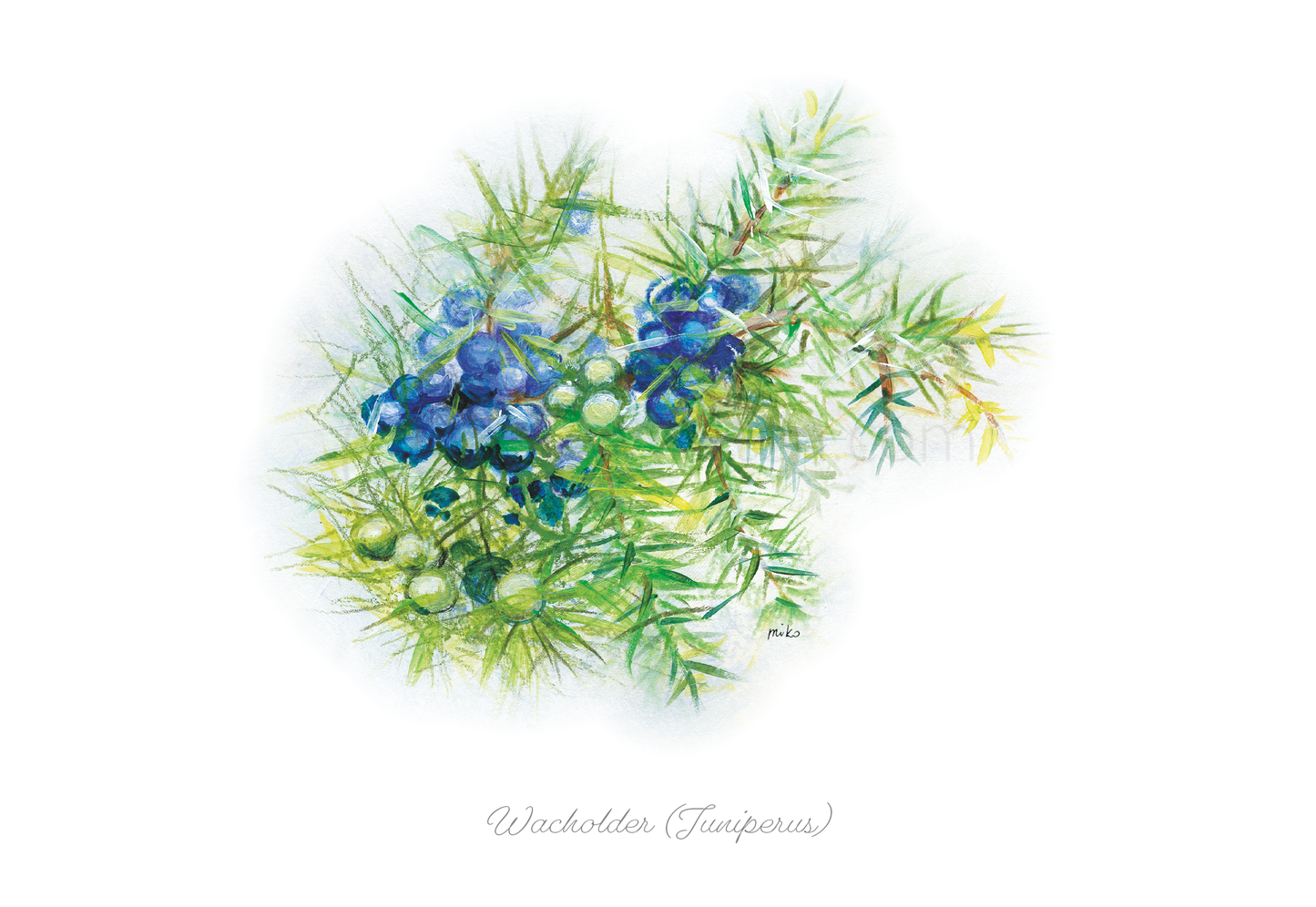 Wacholder Postkarte - Aquarellkunst von Michalina Koch Postkarten meinewelten.com Michalina Koch