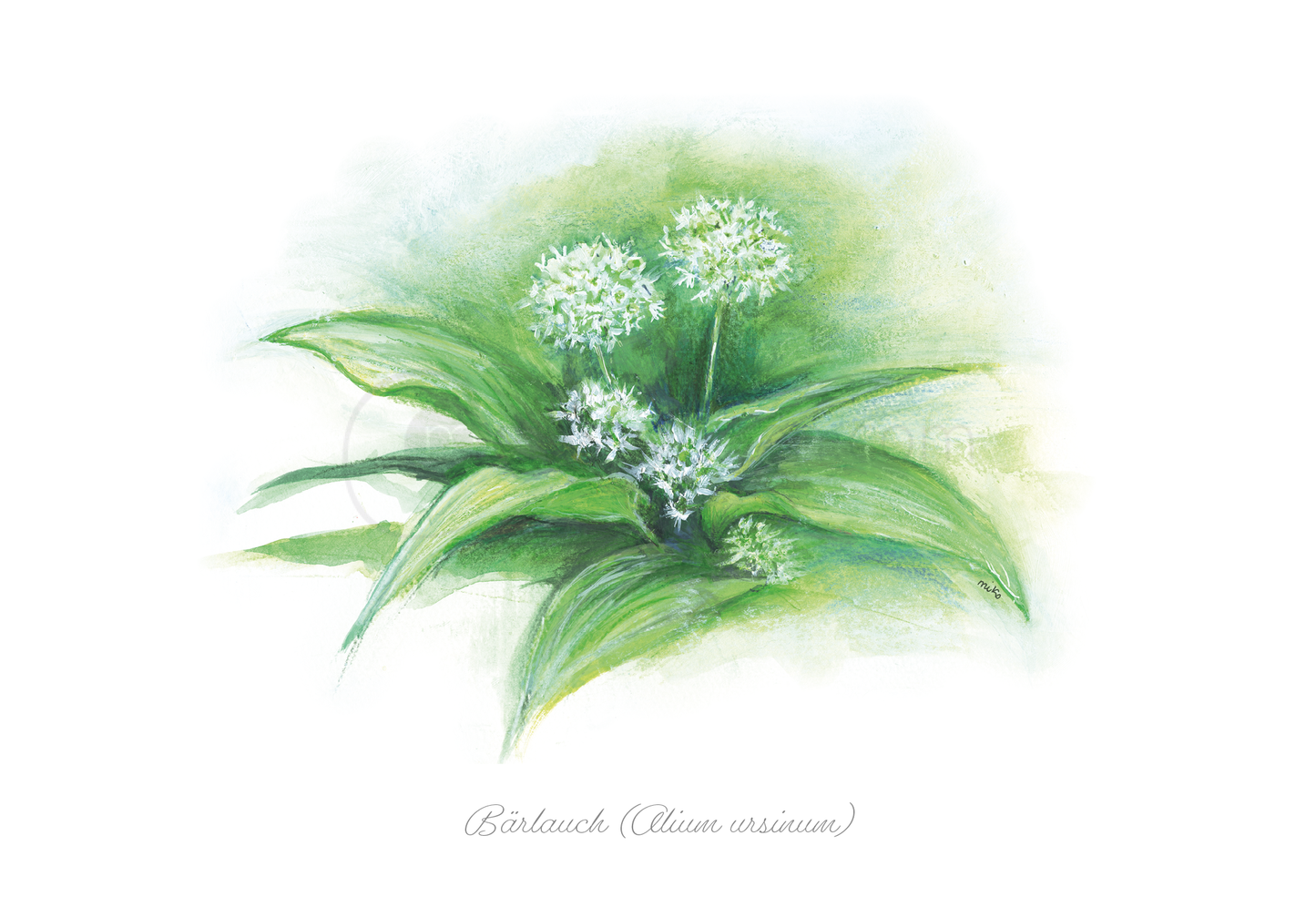 Bärlauch Postkarte - Naturverbunden Grüße senden Postkarten meinewelten.com Michalina Koch