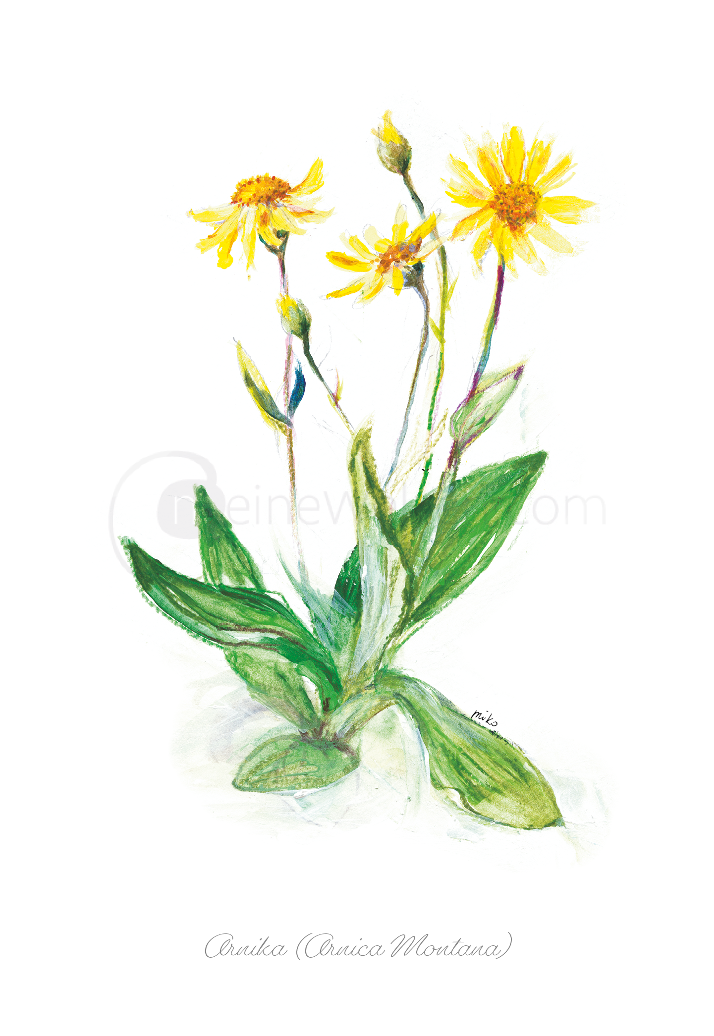 Aquarellpostkarte Arnika (Arnica Montana) Postkarten meinewelten.com Michalina Koch