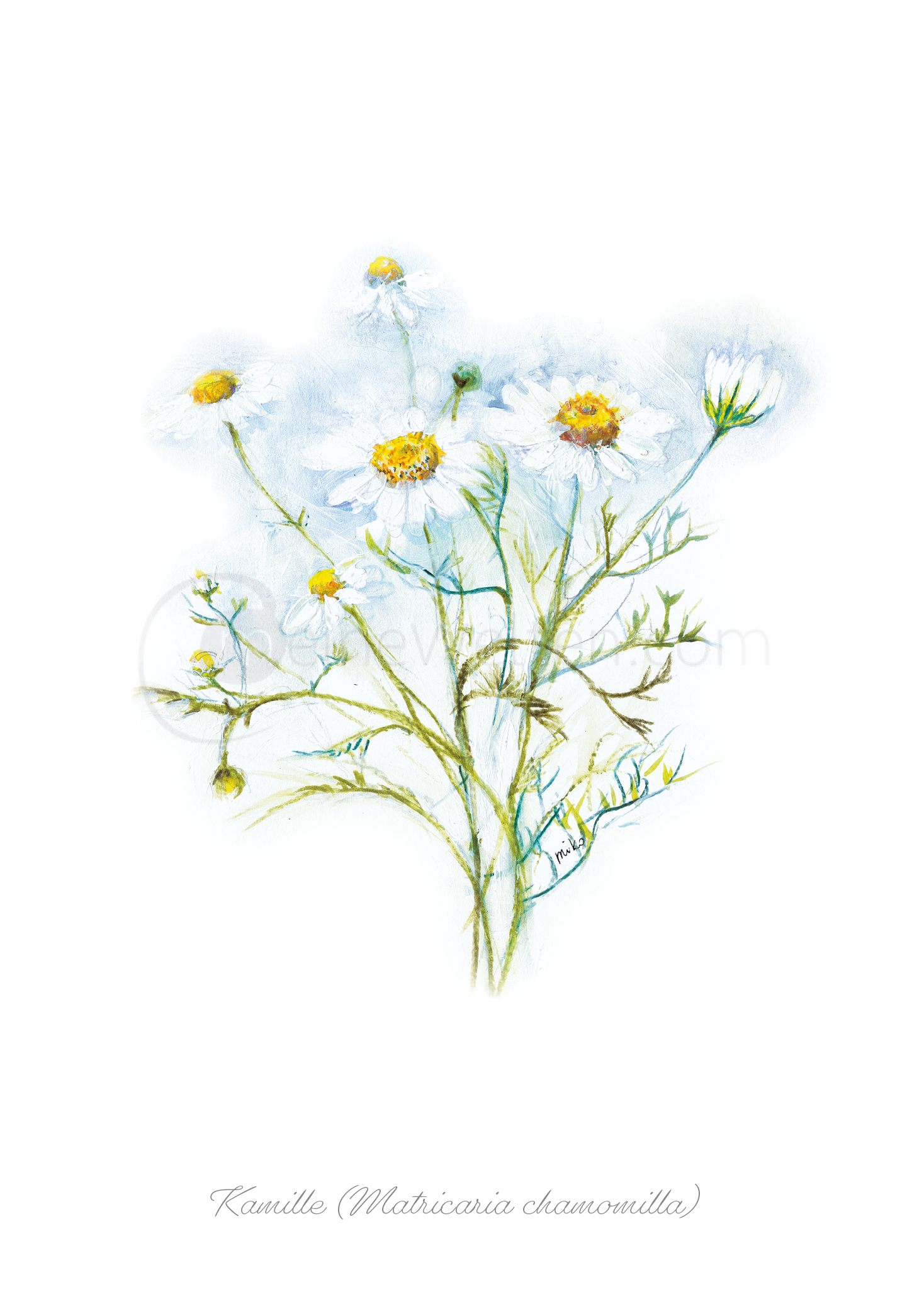 Wunderschöne Aquarell-Postkarte der Kamille Postkarten meinewelten.com Michalina Koch
