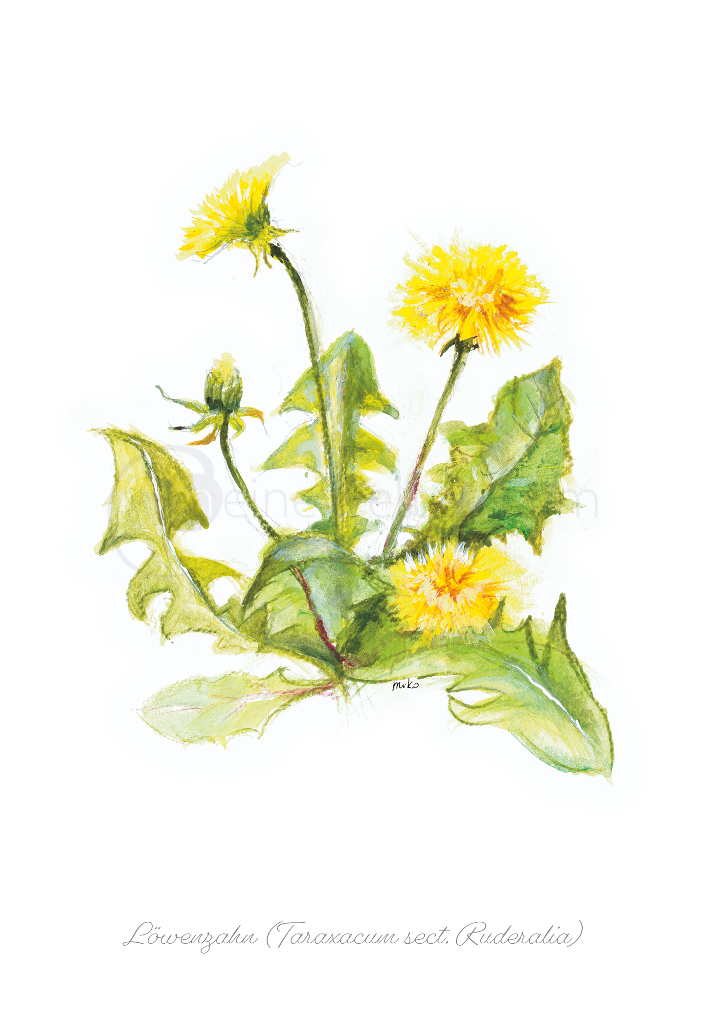 Wunderschöne Löwenzahn-Postkarte (Taraxacum sect. Ruderalia) Postkarten meinewelten.com Michalina Koch