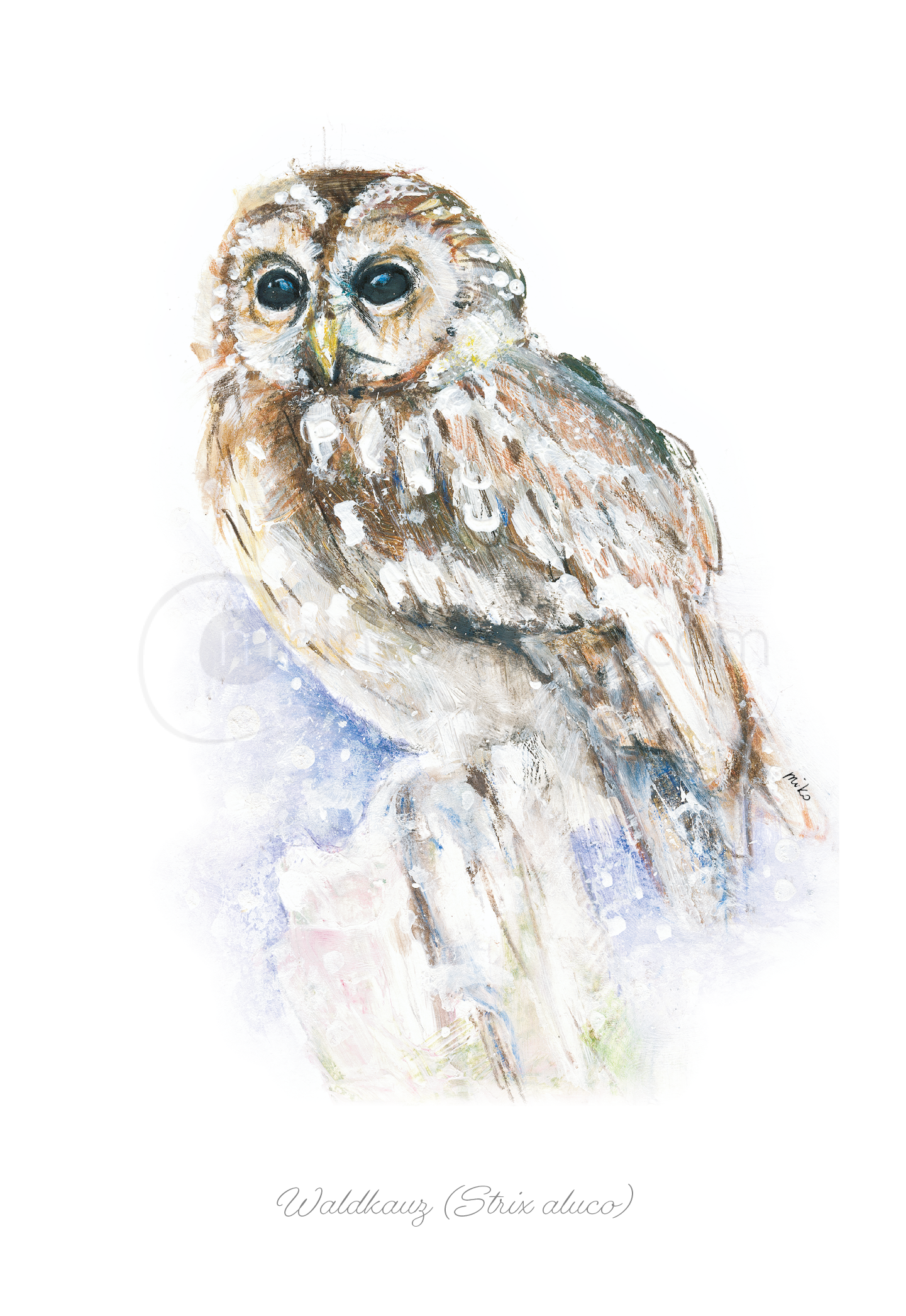 Postkarte "Der majestätische Waldkauz" (Strix aluco) Postkarten meinewelten.com Michalina Koch