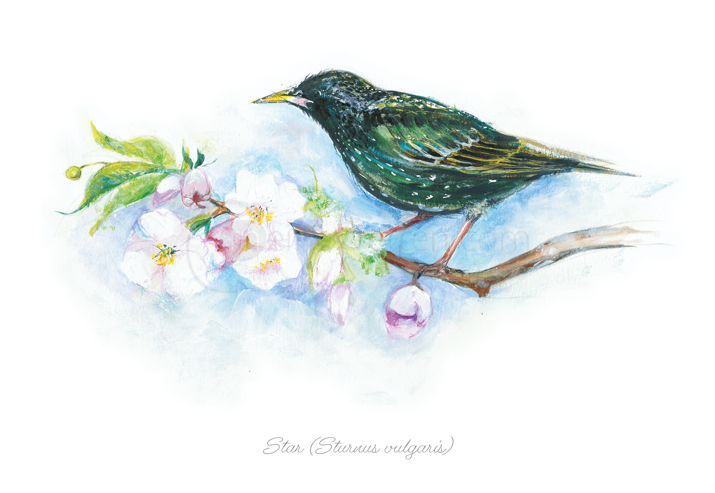 Aquarellpostkarte des Starvogels (Sturnus vulgaris) Postkarten meinewelten.com Michalina Koch