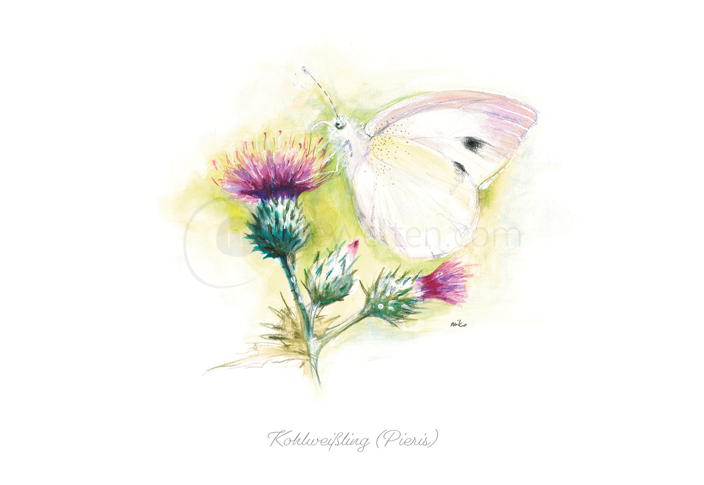 Postkarte mit Kohlweißling (Pieris) Aquarellkunst Postkarten meinewelten.com Michalina Koch