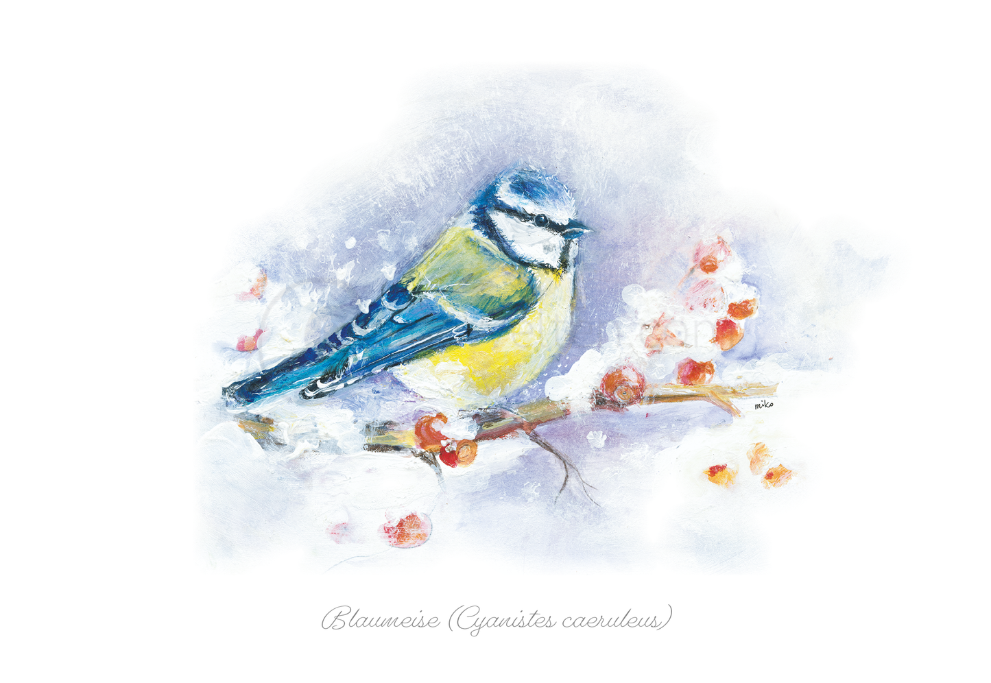 Winterzauber mit der Blaumeise (Cyanistes caeruleus) Postkarten meinewelten.com Michalina Koch