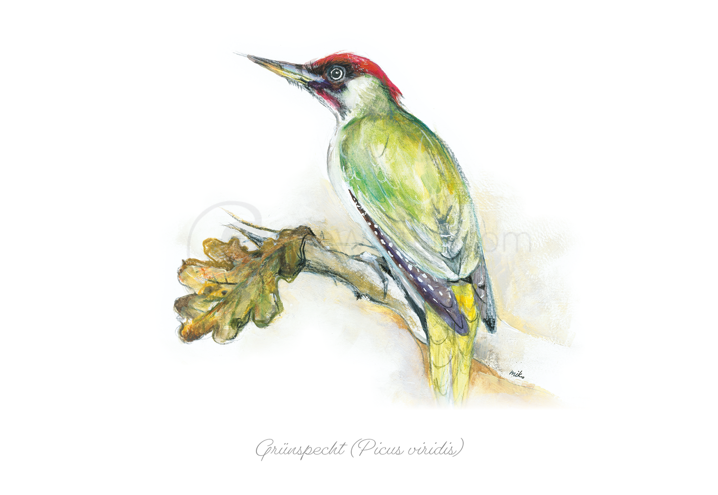 Aquarell Postkarte des Grünspechts (Picus viridis) Postkarten meinewelten.com Michalina Koch