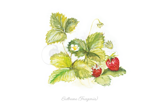 Erdbeer-Postkarte (Fragaria) Postkarten meinewelten.com Michalina Koch