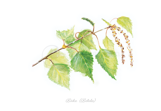 Aquarellkarte der Birke (Betula) Postkarten meinewelten.com Michalina Koch