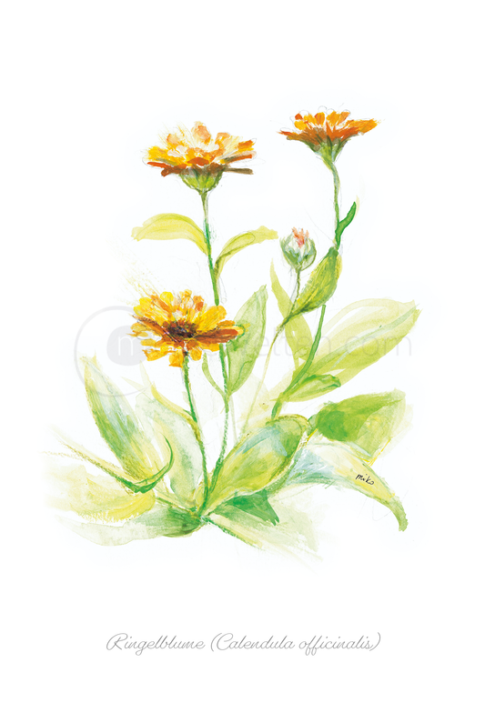 Postkarte der bezaubernden Ringelblume (Calendula officinalis) Postkarten meinewelten.com Michalina Koch