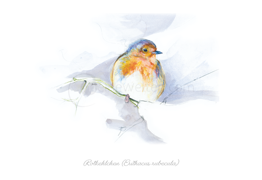 Aquarell-Postkarte des Rotkehlchens (Erithacus rubecula) Postkarten meinewelten.com Michalina Koch