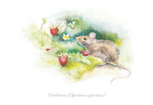 Postkarte der Anmutigen Waldmaus (Apodemus sylvaticus) Postkarten meinewelten.com Michalina Koch