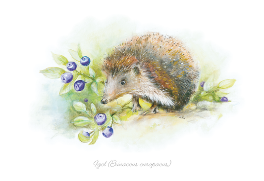 Aquarell Postkarte: Igel (Erinaceus europaeus) Postkarten meinewelten.com Michalina Koch