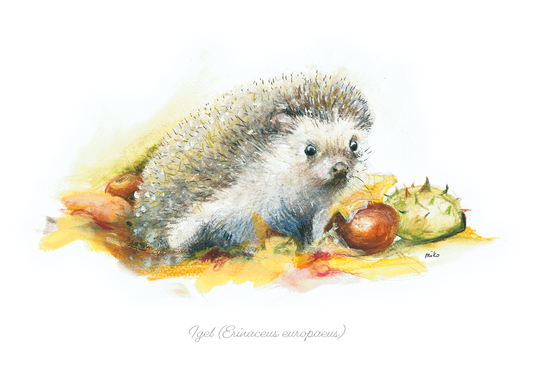 Herbstliche Igel-Postkarte (Erinaceus europaeus) Postkarten meinewelten.com Michalina Koch