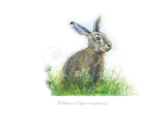 Postkarte "Eleganter Feldhase" (Lepus europaeus) Postkarten meinewelten.com Michalina Koch